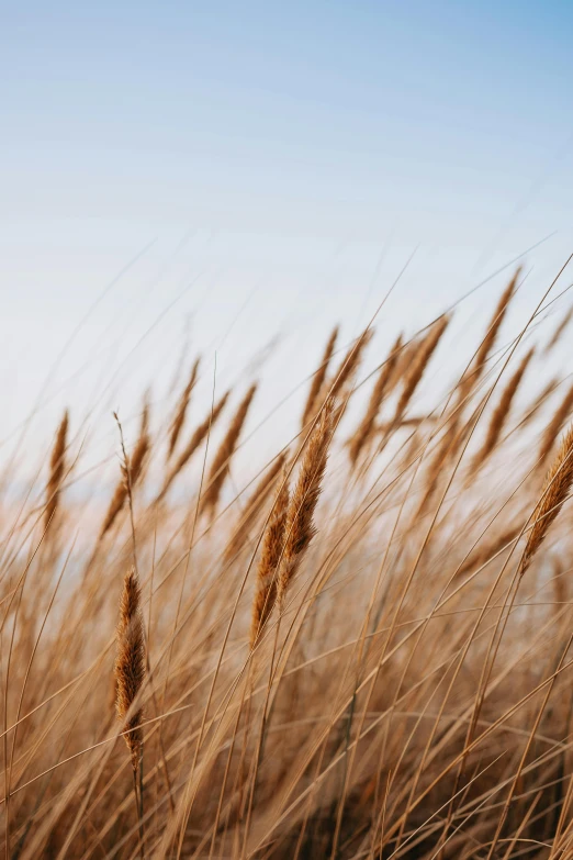 grass close up in the sunset during daytime