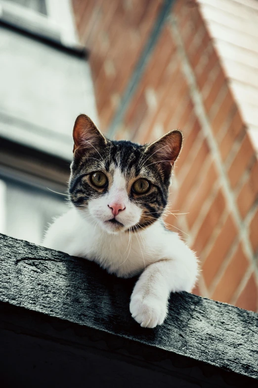 cat looking over railing in urban setting on sunny day