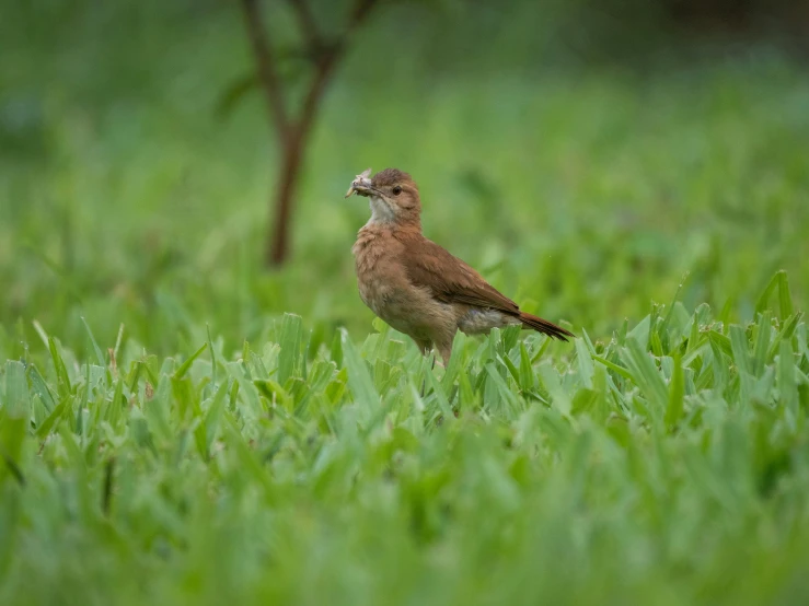 there is a brown bird standing in tall green grass