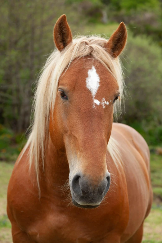 this is a horse with blond hair in the sun
