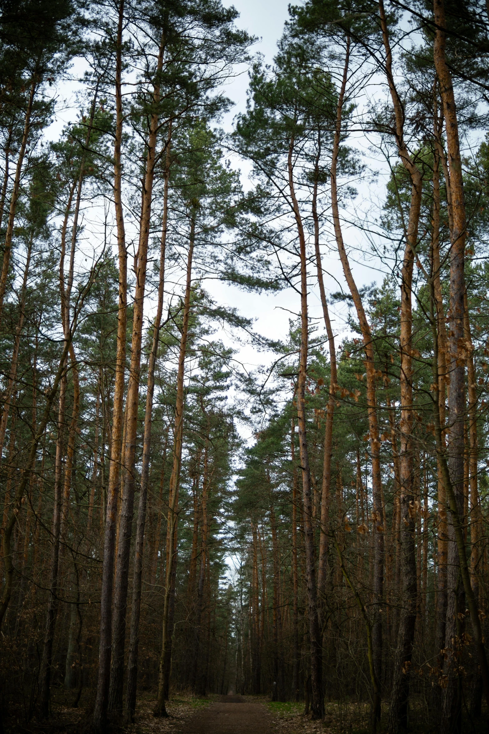 trees stand in a forest with a path leading between them