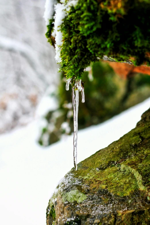 icicles hang from the bark of a large tree