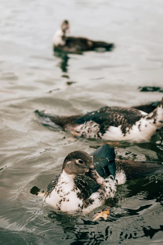 a couple of ducks swimming on top of a lake