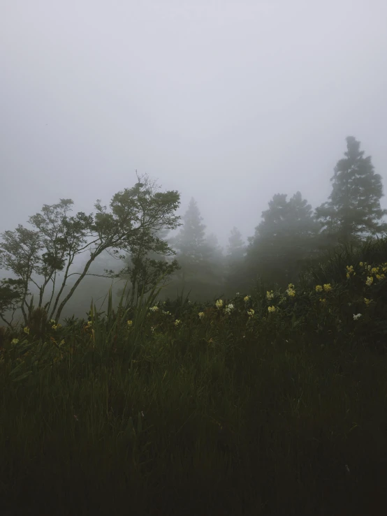 a foggy landscape with some wild flowers