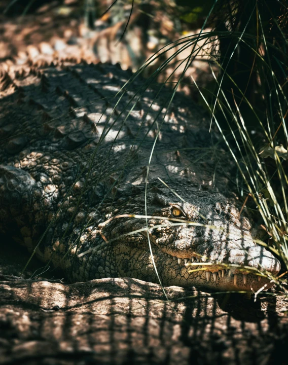 an alligator is resting in the shade near a plant