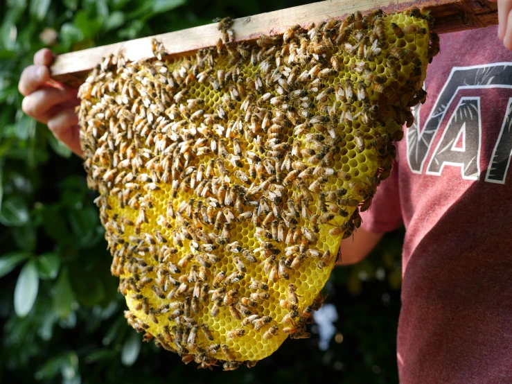 the beekeeper carries on to honey from his beehive