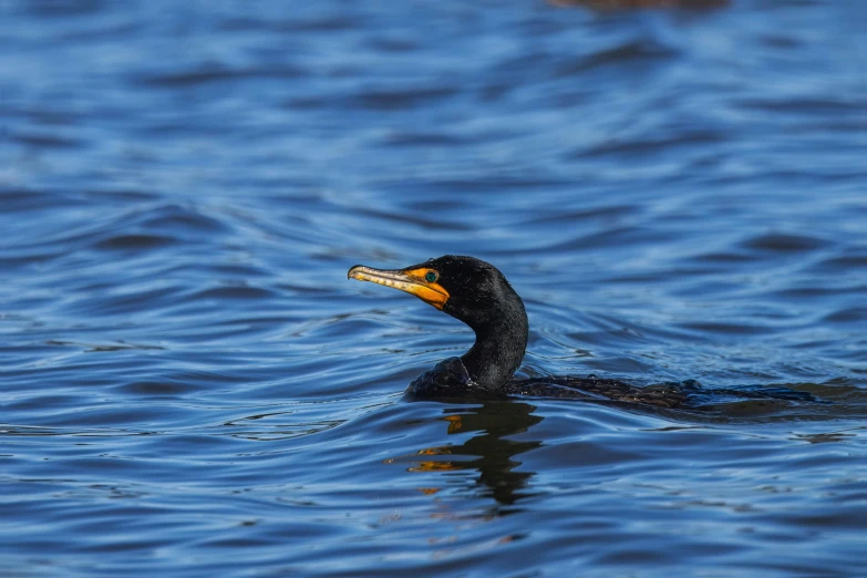 a duck swimming on top of blue water