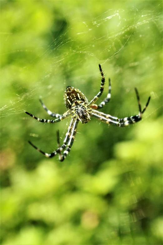 a big spider in a web hanging on a web