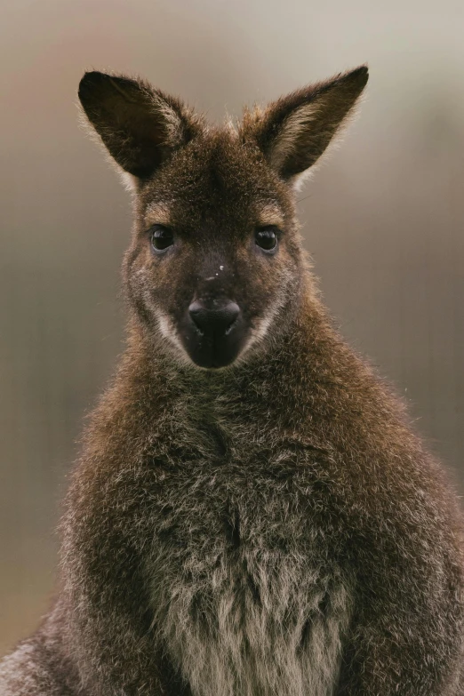 a close - up of a kangaroo stares directly at the camera