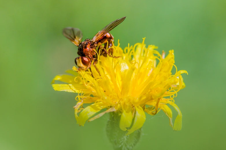 a large red insect on top of yellow flowers