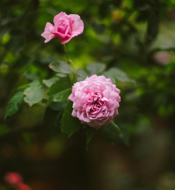 some pretty pink roses are near many leaves