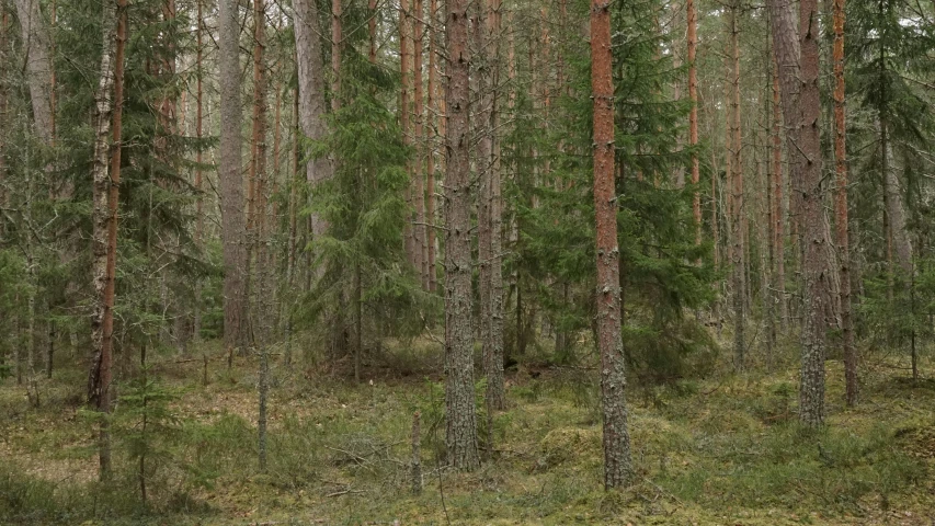 some very tall trees in a big grassy field