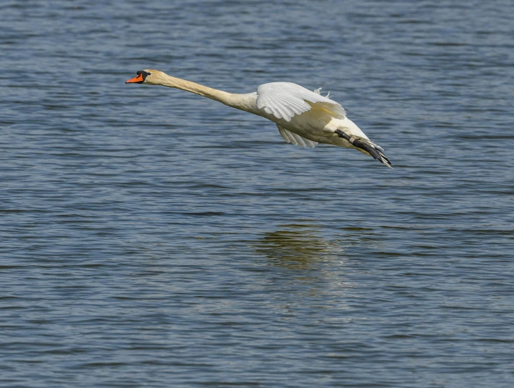 a swan flies in the air over the water