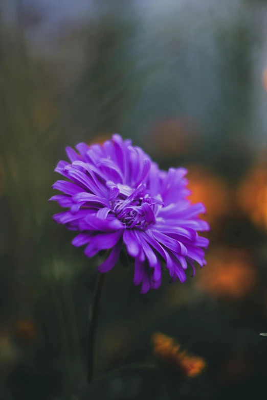 an image of a purple flower in the middle of a blurry background