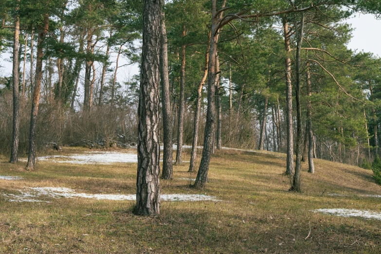 a field with a red fire hydrant in it next to trees