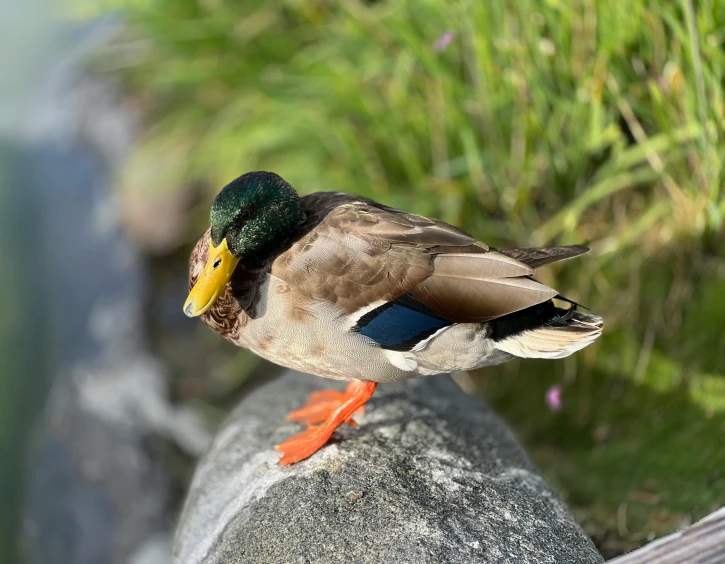 a bird standing on top of a rock with a bush in the background