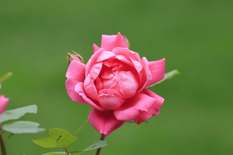 a single pink rose is in bloom against a green background