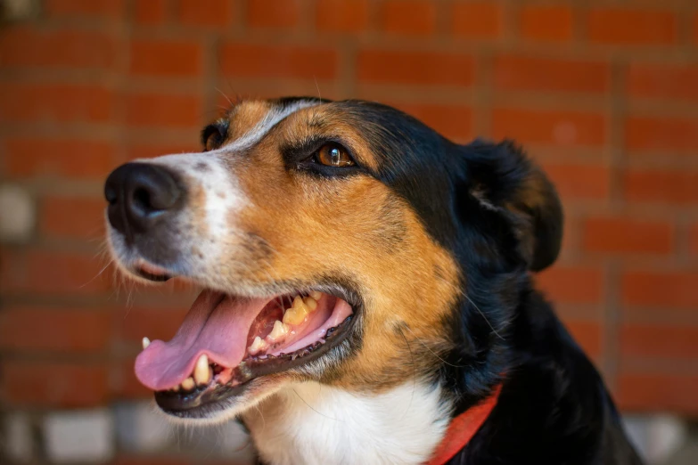 a close up of a dog with a brick wall in the background