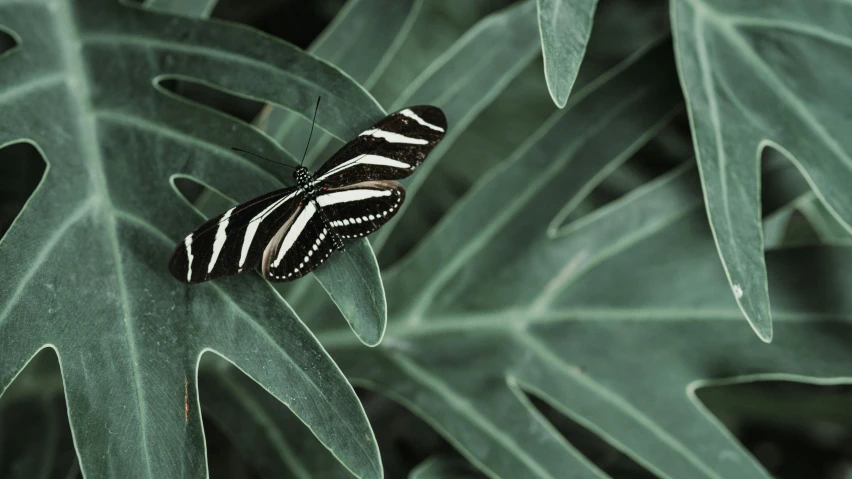 a striped erfly perches on a large green plant