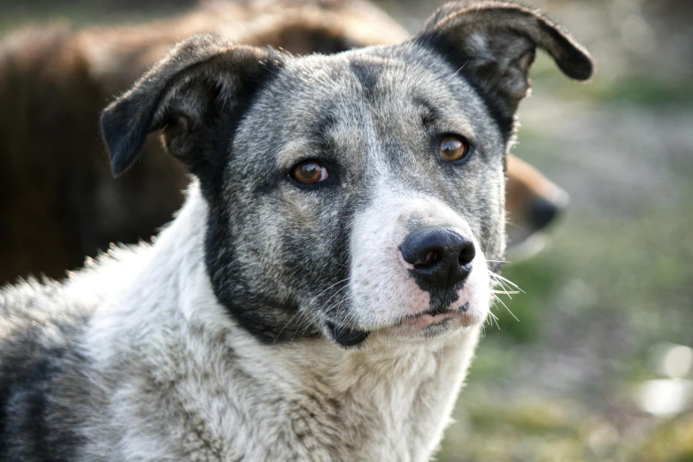 the brown and white dog is looking at the camera