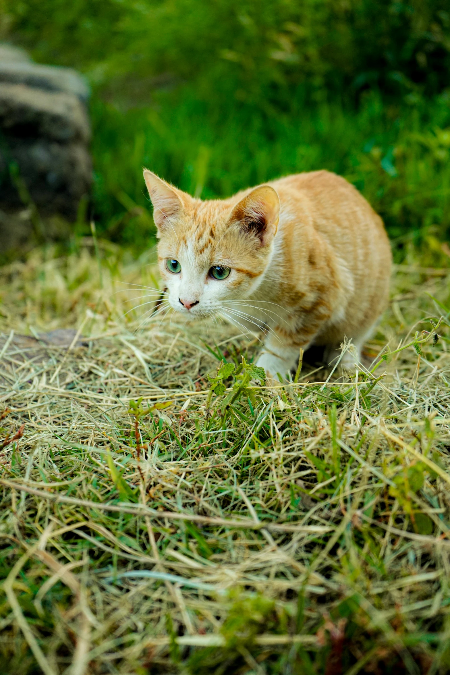 a small orange cat standing in the grass