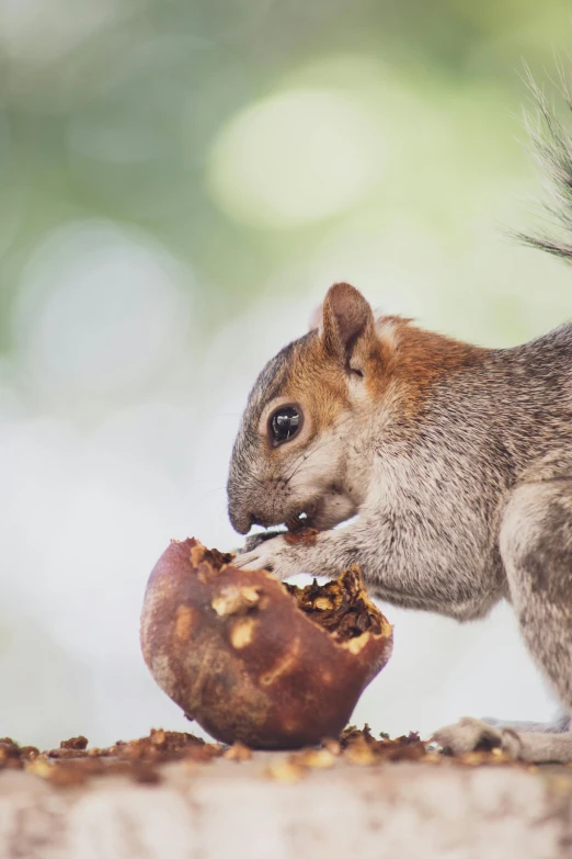 a squirrel feeding on an acorna while on top of a tree