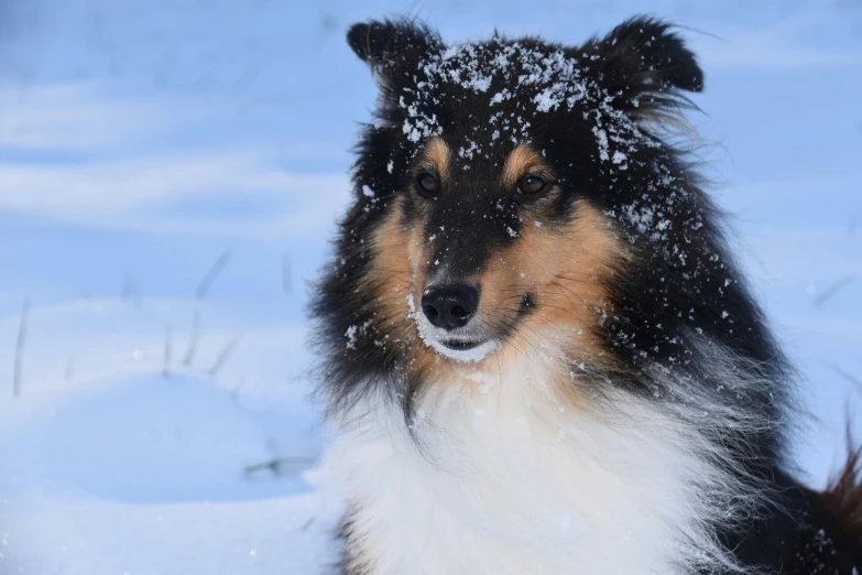 a dog is outside in the snow with its eyes open