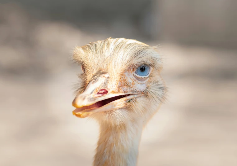 a very pretty looking bird with a big smile on it's face