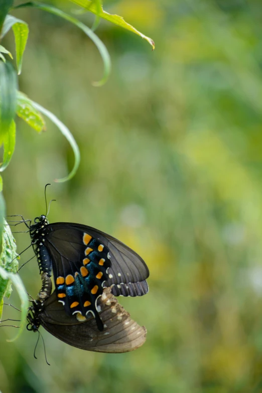 the erfly is sitting on the flower, and another erfly is standing on the budding