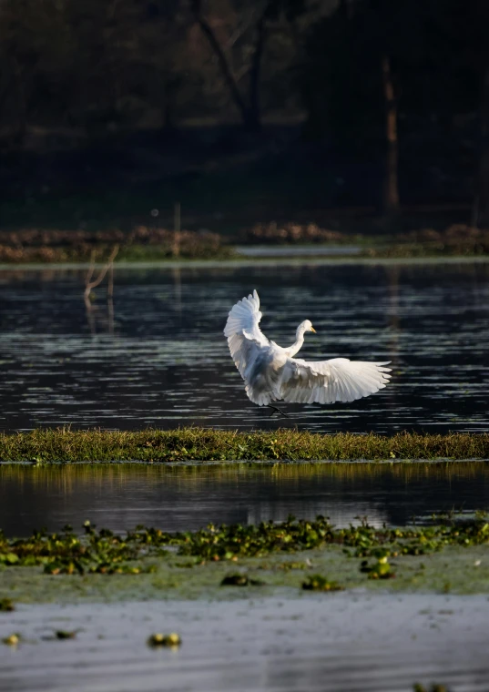 an image of a white bird taking flight