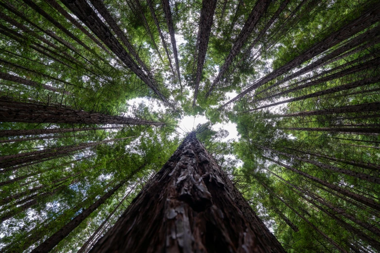 the tall trees are covered in green foliage