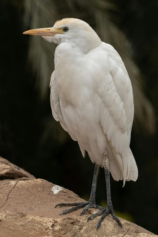 a very big pretty bird standing on some rocks