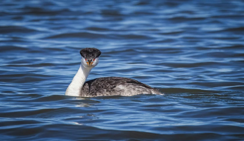 a goose is swimming in the calm water