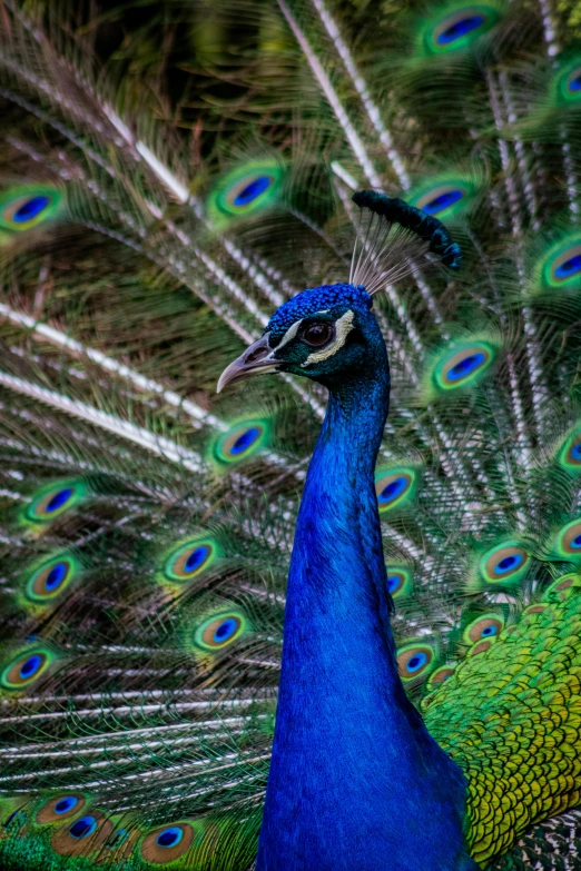 a blue peacock with feathers open with its tail showing