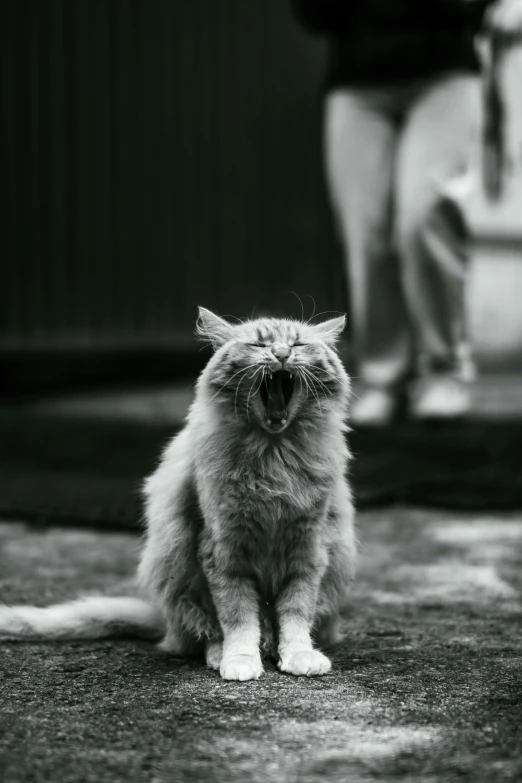 a black and white po of a cat on a carpet