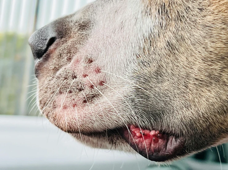 a close up of a dog's head with it's tongue out
