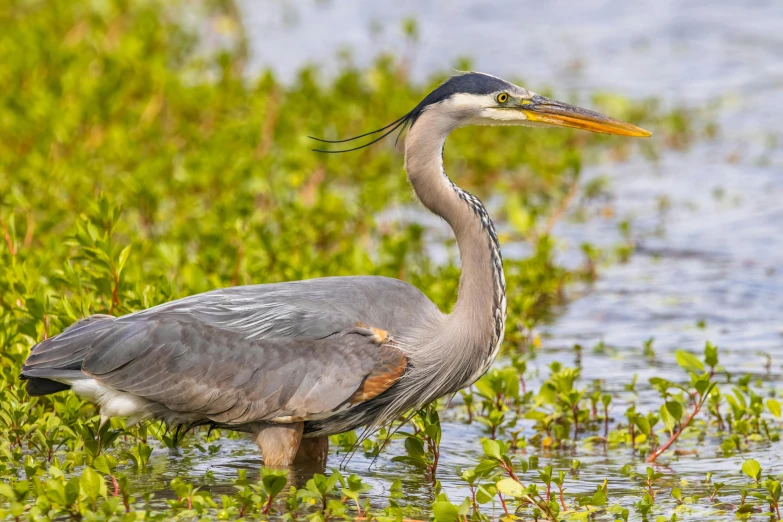 a bird stands in water near plants