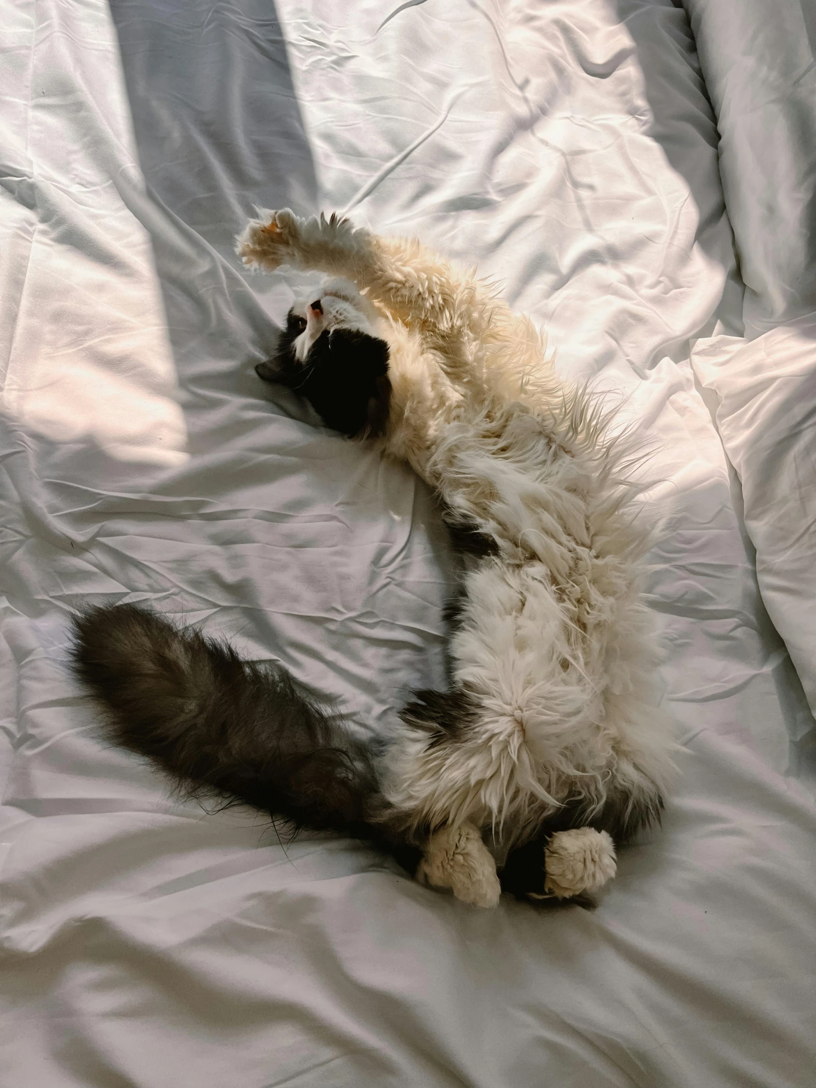 a cat laying on its back on a bed