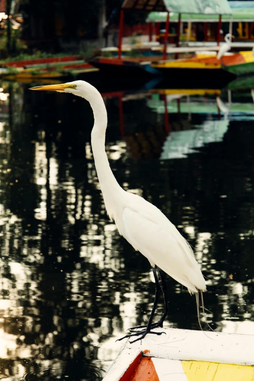 a white bird sitting on top of a boat