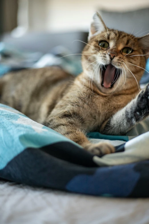 a cat yawns while laying on a comforter