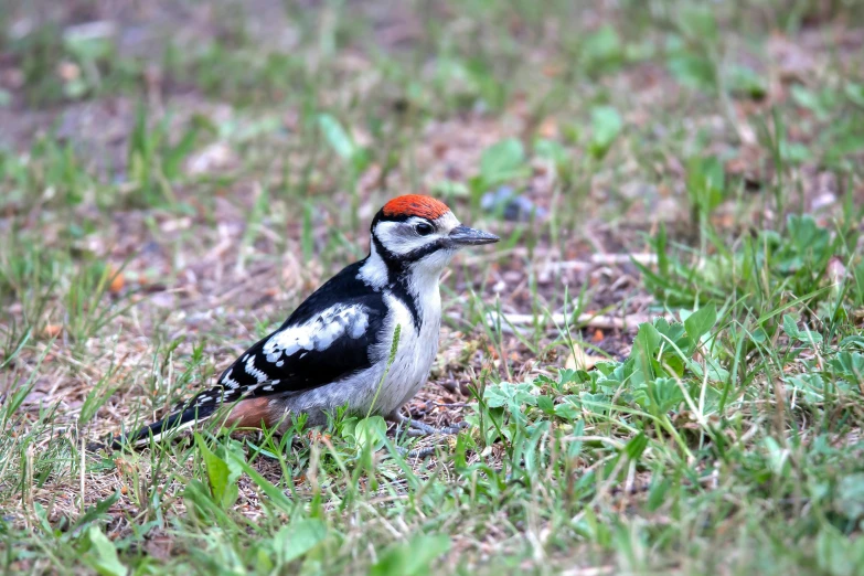 a bird is sitting in the grass in the field