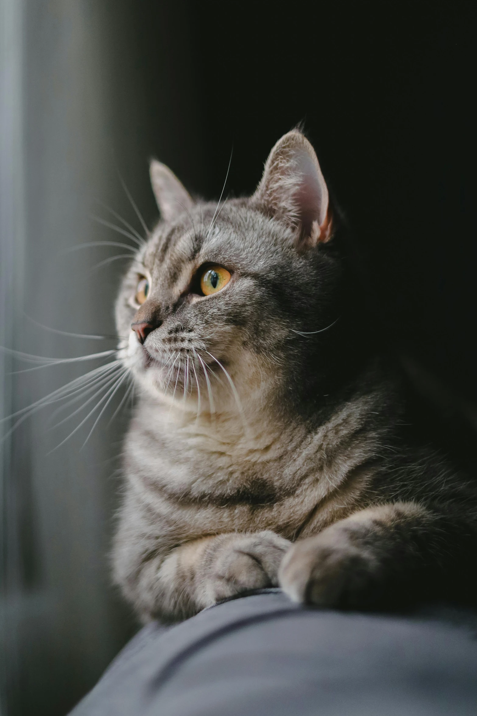 a grey cat is laying down on a couch