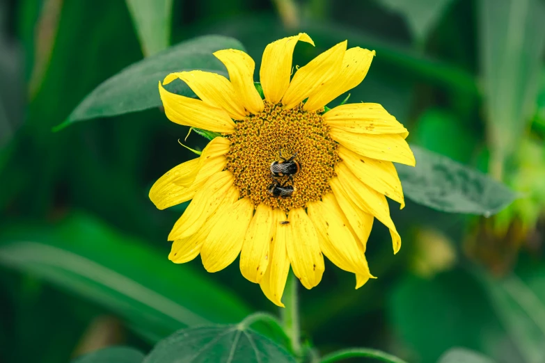 a big yellow sunflower that is blooming