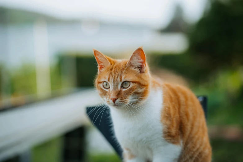 an orange and white cat sitting on a chair