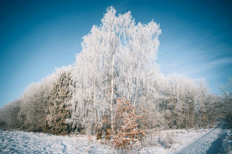 a tree is standing out in the snow