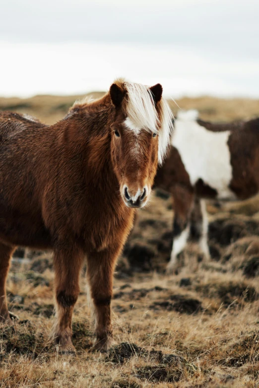 a small horse standing on top of a dry grass field