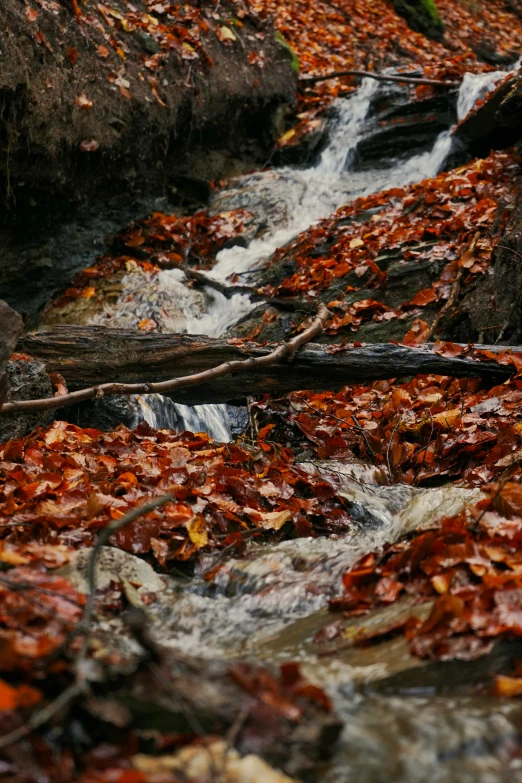 a stream running between rocks and a fallen tree nch