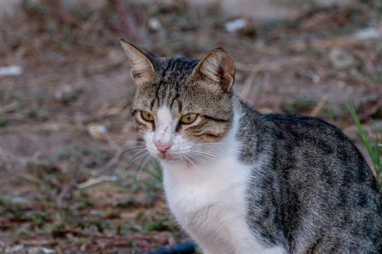 a cat staring at soing in the grass