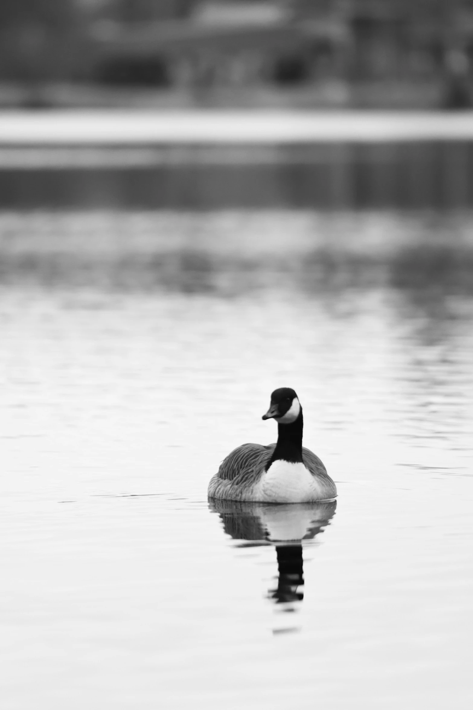 a black and white po of a duck in the water