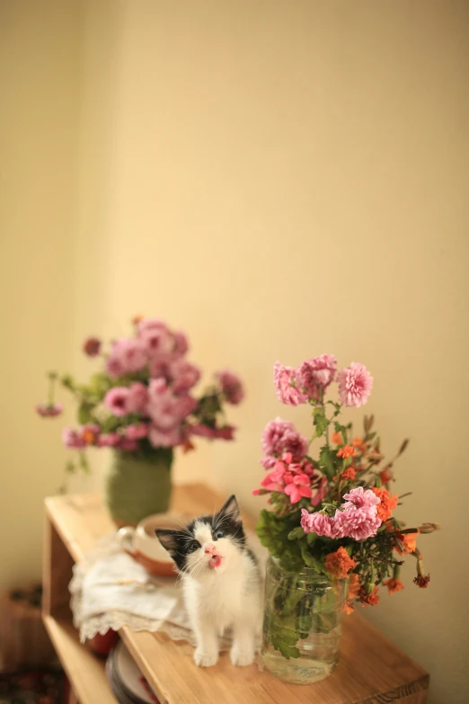 an image of a cat and flowers in the room